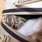「収納が狭い」は思い込み。解決方法はたった1つ!